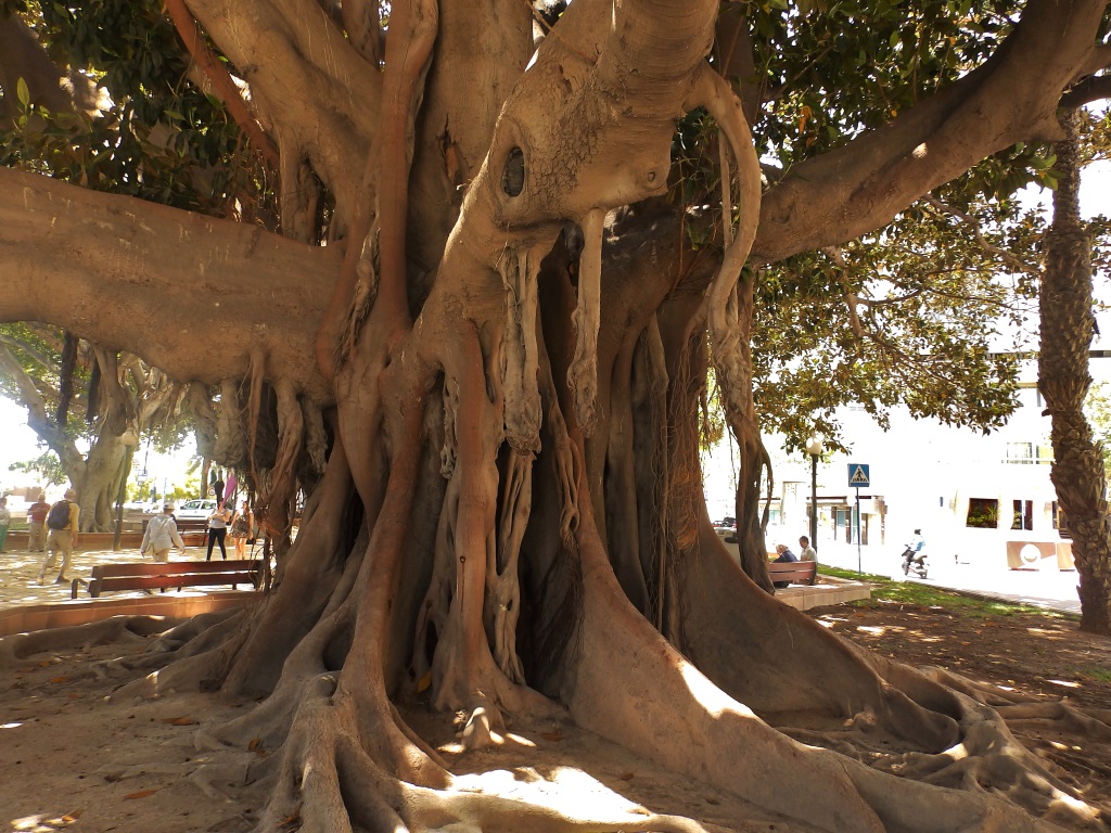 Alicante - Ficus benghalensis?