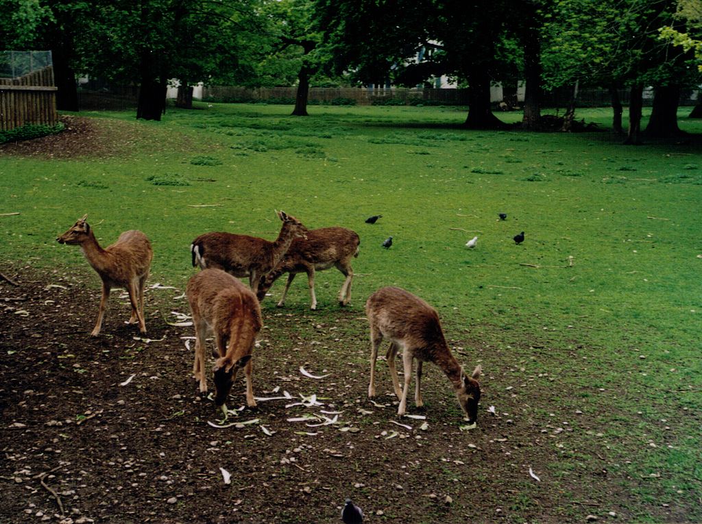 Fallow Deer in the Hirschgarten, Munich, Bavaria