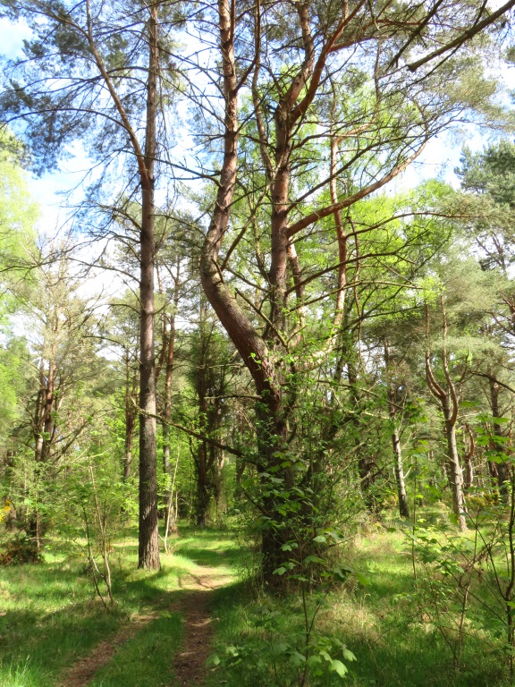 Near Nairn - Culbin Forest