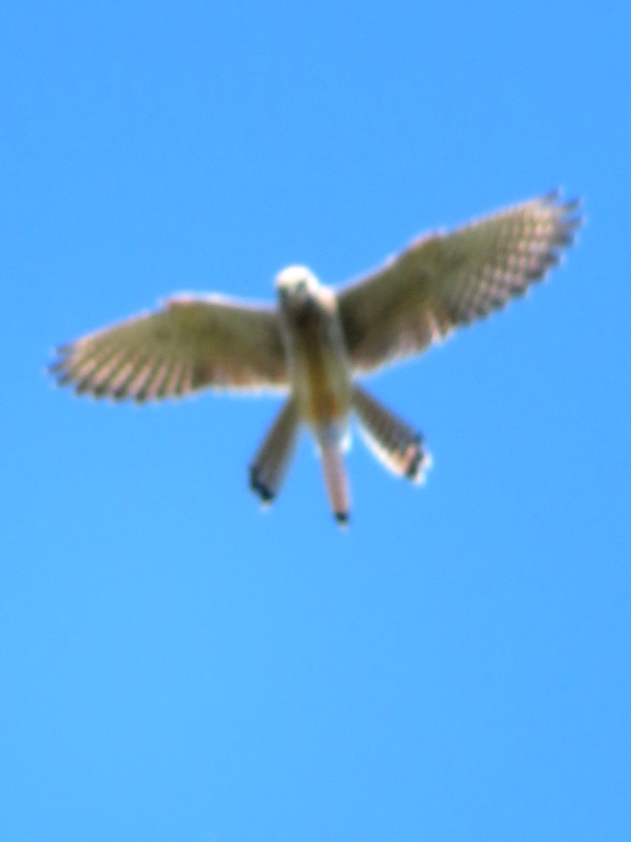 Walberswick Common - Falco tinnunculus