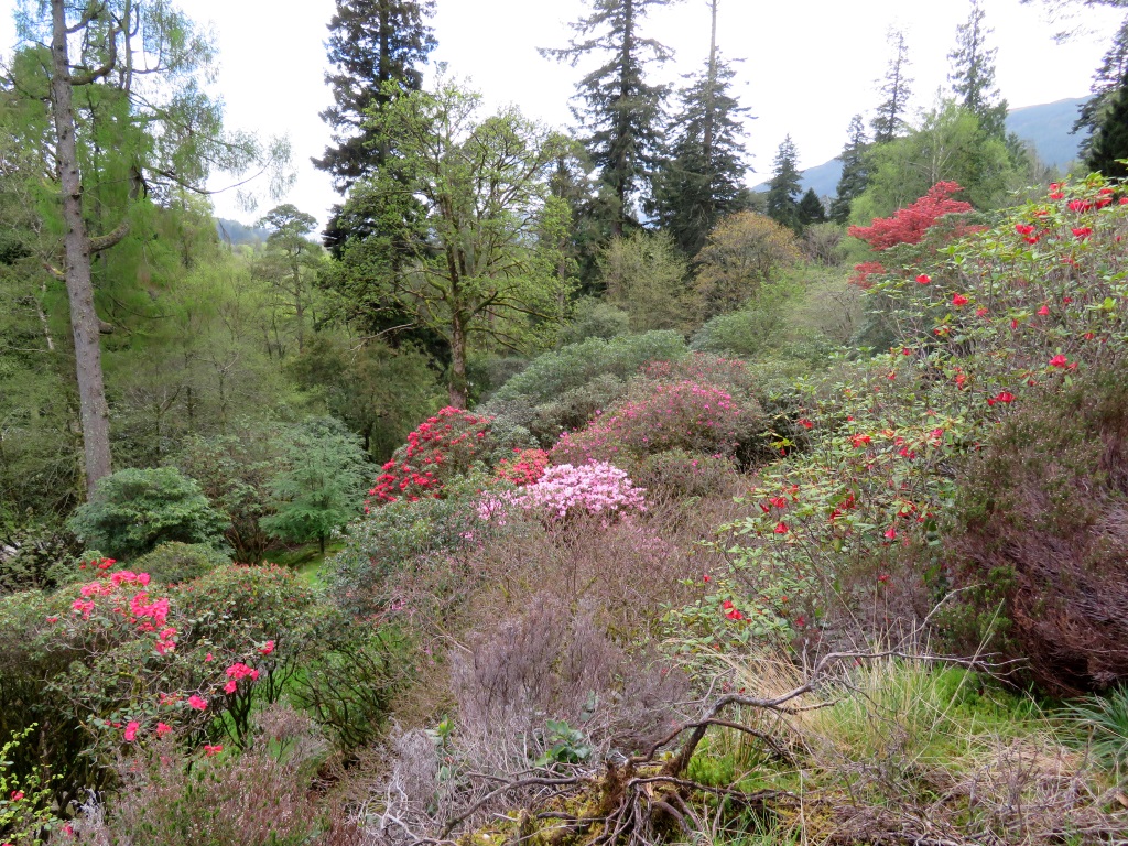 Benmore Botanic Garden - Flowering Rhododendrons