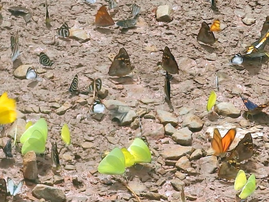 Iguazú Falls - Lepidoptera