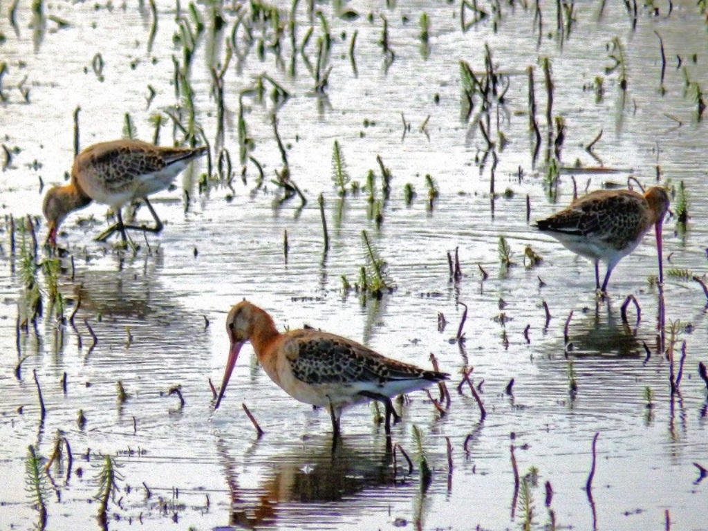 Minsmere - Limosa lapponica?
