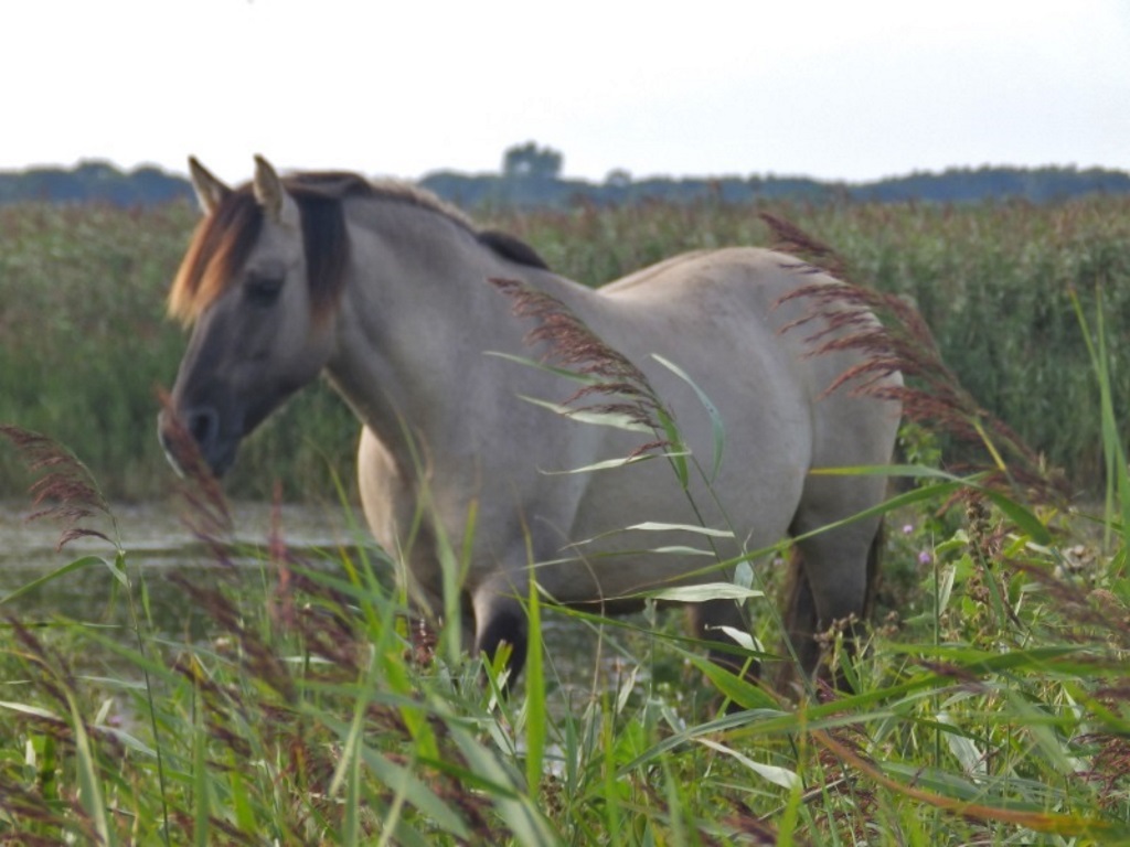 Minsmere - Konik pony
