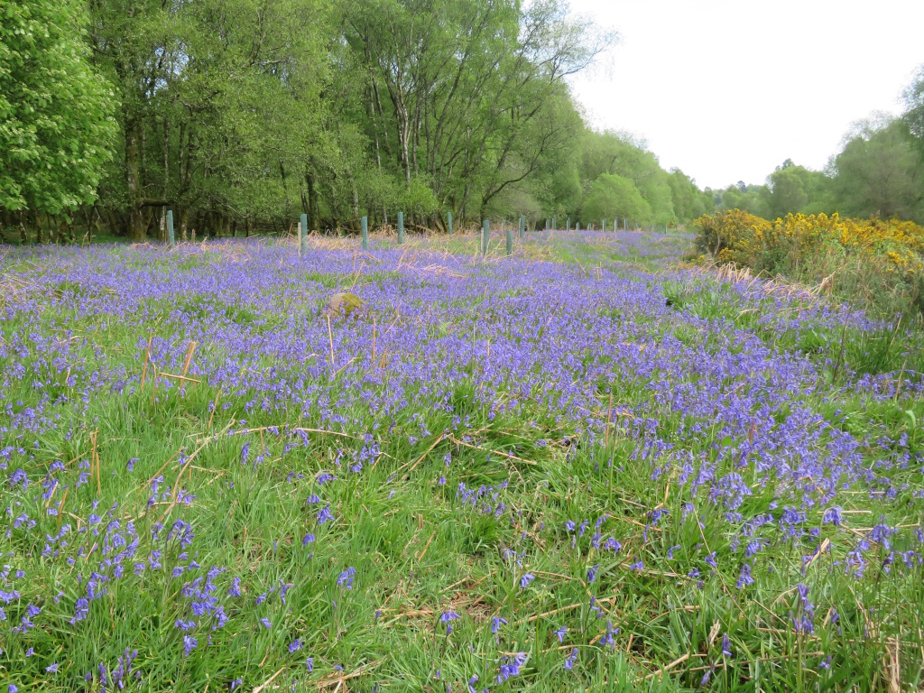 Mugdock Country Park - Hyacinthoides non-scripta