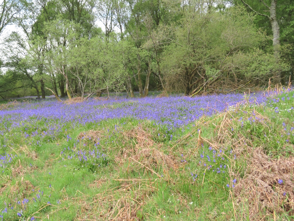 Mugdock Country Park - Hyacinthoides non-scripta