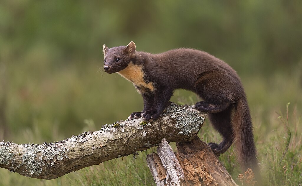 Pine Marten