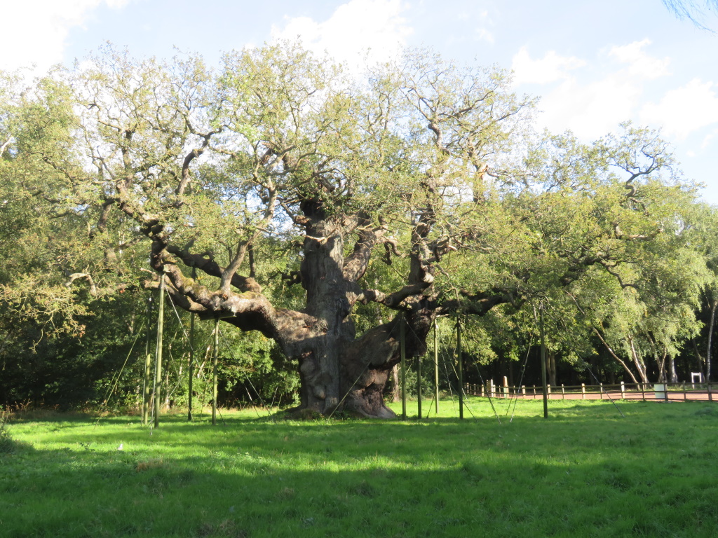 Sherwood Forest - The Major Oak