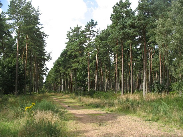 Track, Tentsmuir Forest