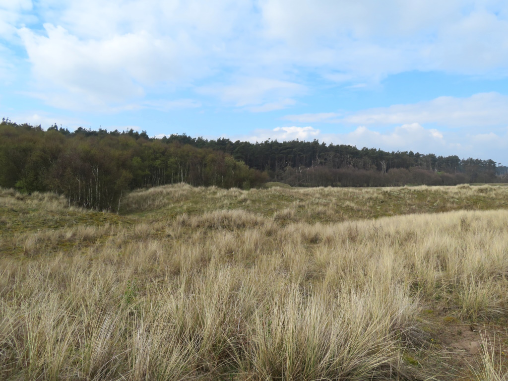 Tentsmuir Forest