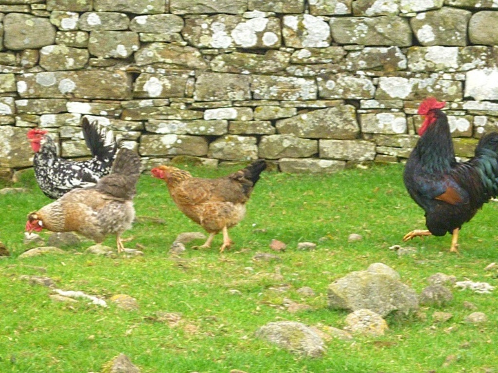 The Teesdale Way - Chickens