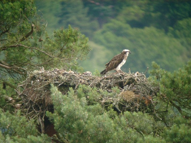 Osprey (Pandion haliaetus) on nest, Loch of the Lowes
