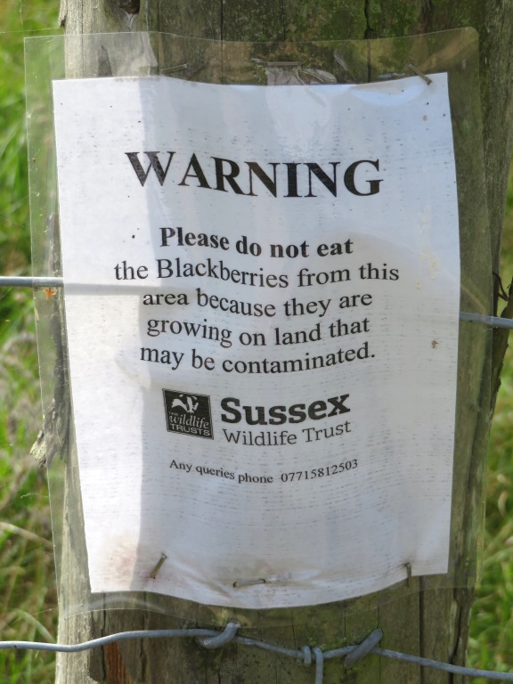 Near Rye Harbour - Do Not Eat the Rubus fruticosus
