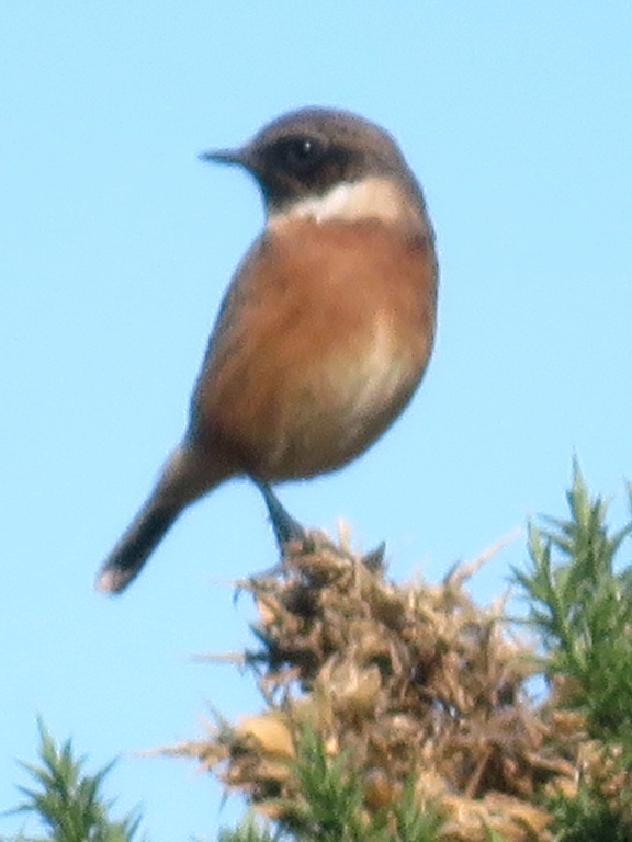 Blythburgh - Saxicola rubicola