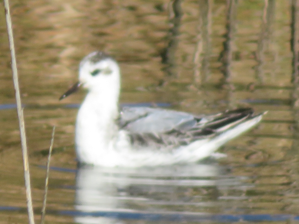 Blythburgh - Phalaropus fulicarius