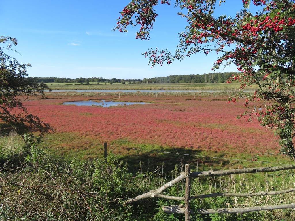 Blythburgh Fen
