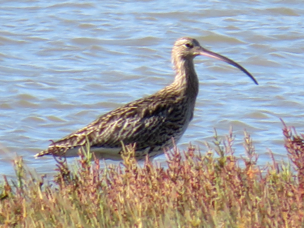 Blythburgh - Numenius arquata