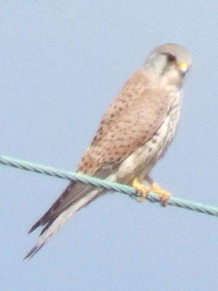 Near Haworth - Falco tinnunculus