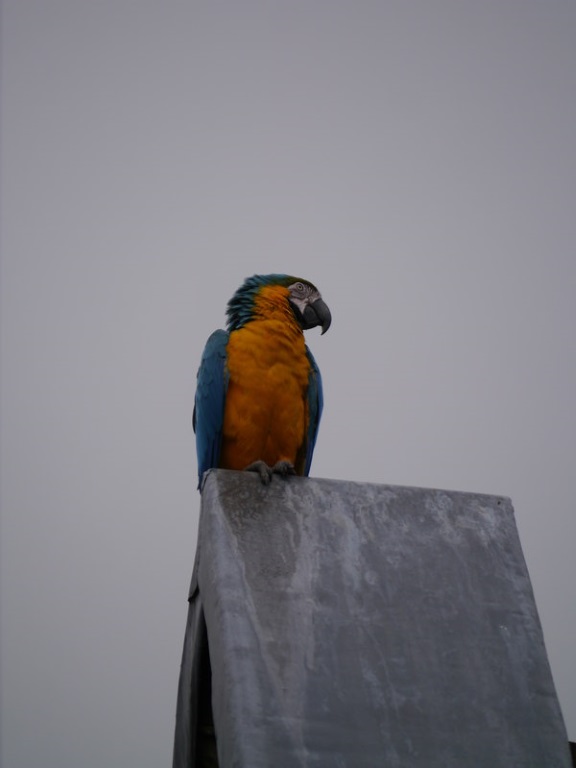 Parrot And Grey Skies