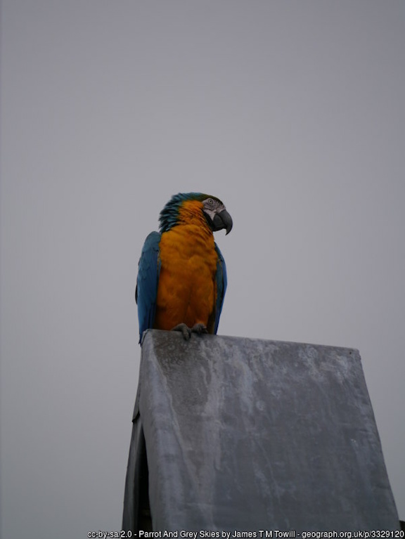 Parrot And Grey Skies
