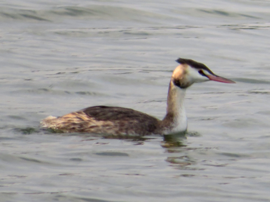 Near Norwich - Whitlingham Country Park