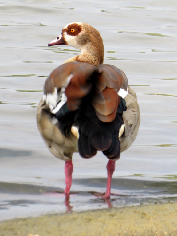 Near Norwich - Whitlingham Country Park