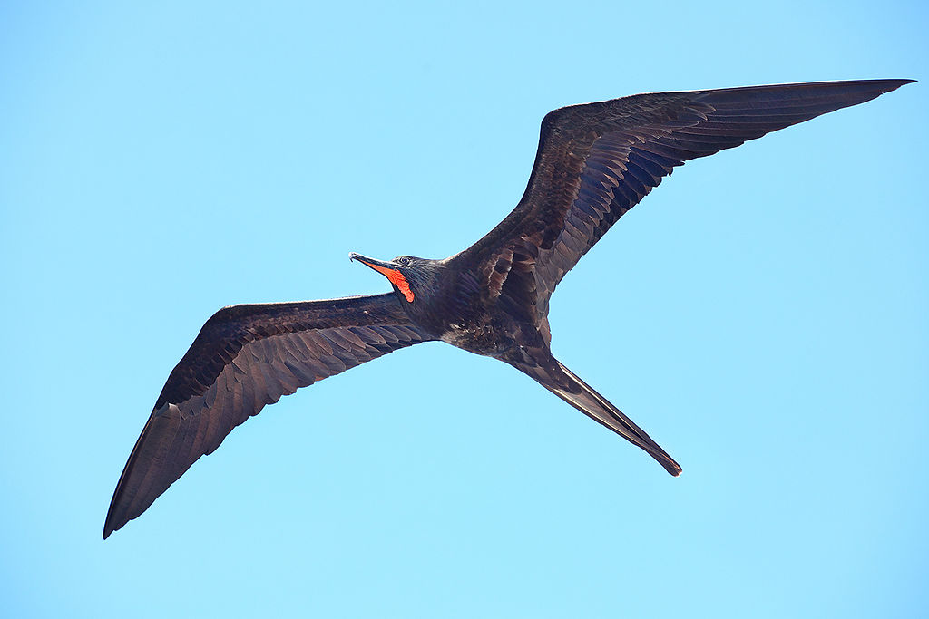 Fregata magnificens male in the Galapagos Islands