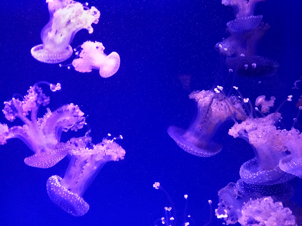 Oceanogràfic València