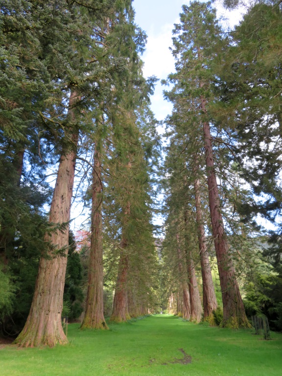 Benmore Botanic Garden - Sequoia Avenue
