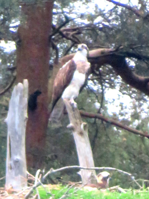 Inchconnachan - Pandion haliaetus