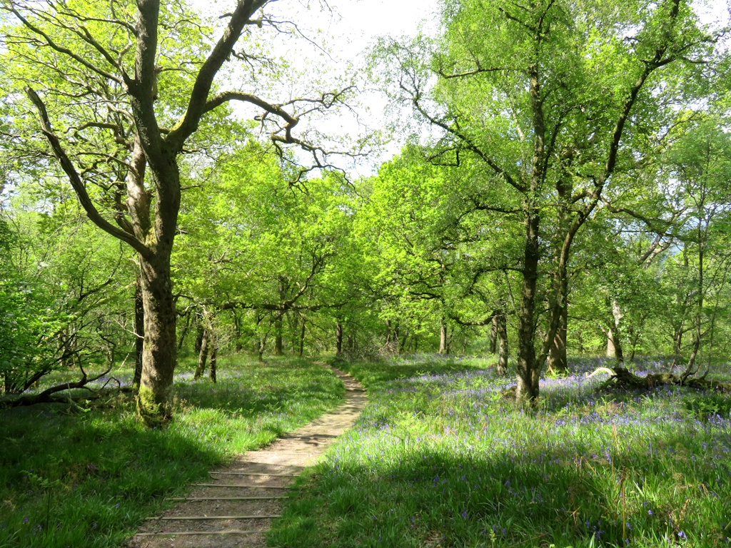 Inchcailloch - Woodland