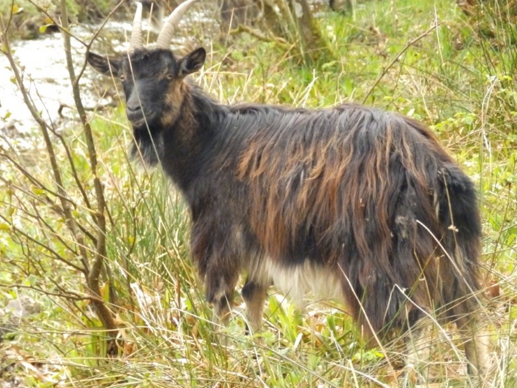 Near Inversnaid - Goat(s)