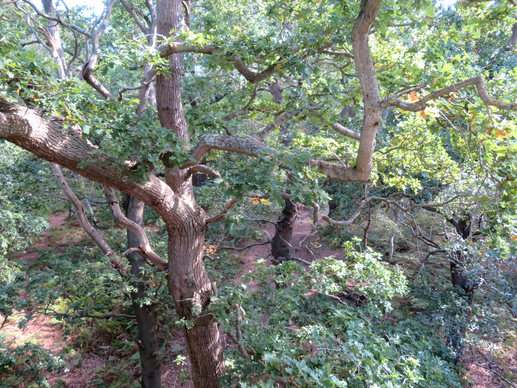 Minsmere - Tree Canopy Hide