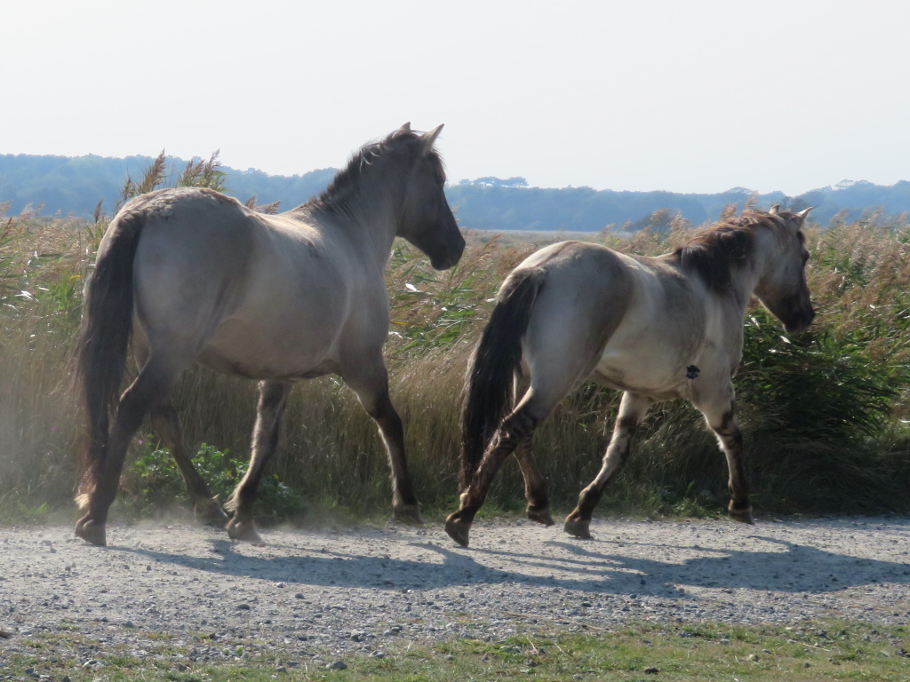 Minsmere - Konik ponies