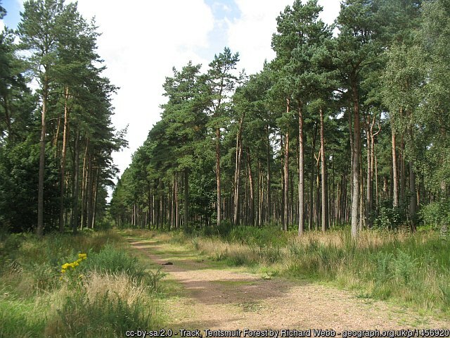 Track, Tentsmuir Forest