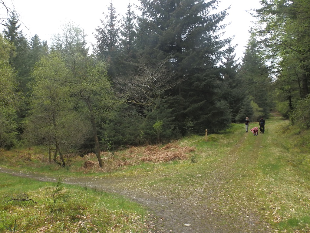 Achray Forest - To Loch Drunkie
