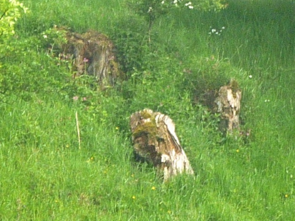 Near Wolsingham - Panthera leo